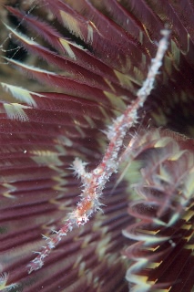 「ニシキフウライウオ(Ghost pipe fish)」のサムネイル画像