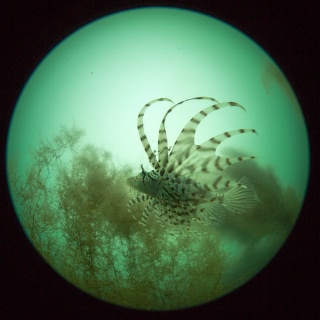 「ミノカサゴ」のサムネイル画像