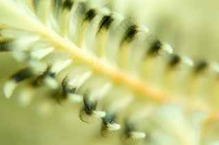 「ウミシダの仲間(sea feather)」のサムネイル画像