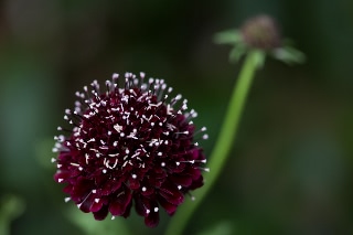 「Black Knight(ブラックナイト)」のサムネイル画像