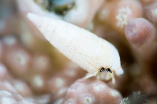 「ツマジロサンゴヤドカリ」のサムネイル画像