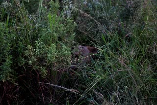 「アフリカライオン」のサムネイル画像