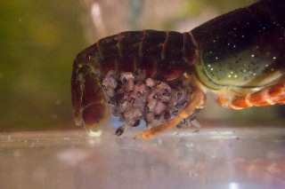 「アメリカザリガニ 」のサムネイル画像