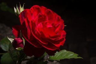 「バラ」のサムネイル画像