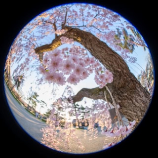 「ヤエベニシダレ(八重紅枝垂)」のサムネイル画像