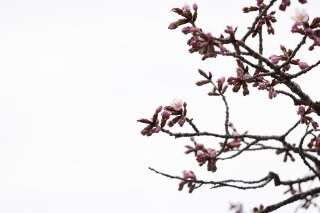 「オオヤマザクラ(エゾヤマザクラ,ベニヤマザクラ)」のサムネイル画像