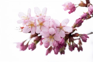 「オオヤマザクラ(エゾヤマザクラ,ベニヤマザクラ)」のサムネイル画像