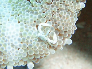 「カニの仲間」のサムネイル画像