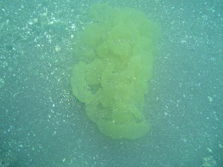 「フクロノリ」のサムネイル画像