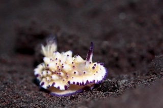 「レンゲウミウシ」のサムネイル画像