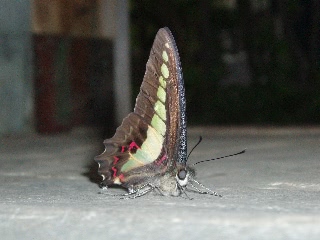 「蝶の仲間」のサムネイル画像
