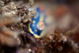 「アオウミウシ」のサムネイル画像