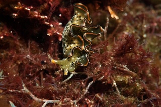 「ウミウシの仲間」のサムネイル画像