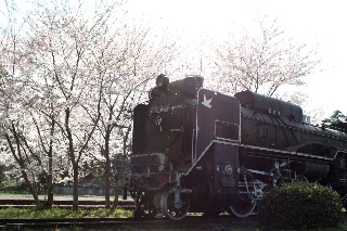 「ソメイヨシノ(染井吉野)」のサムネイル画像