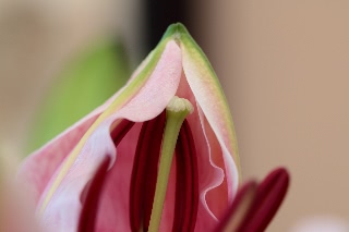 「ソルボンヌ」のサムネイル画像