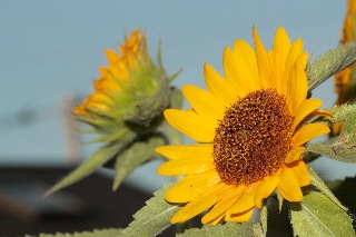 「ビッグスマイル」のサムネイル画像