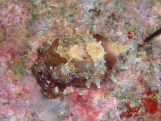 「コウイカの仲間」のサムネイル画像