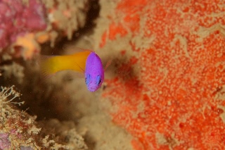「bicoloured dottyback(Royal Dottyback,Two-tone Dottyback,バイカラードティーバック)」のサムネイル画像