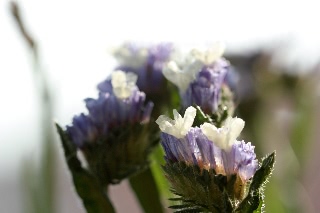 「スターチス(Statice)」のサムネイル画像