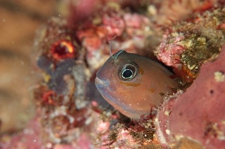 「ハナダイギンポ(Midas blenny)」のサムネイル画像