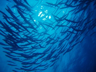 「オオカマス(Barracuda)」のサムネイル画像