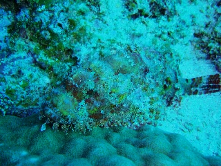 「オニオコゼ」のサムネイル画像