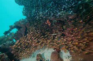 「無題」のサムネイル画像
