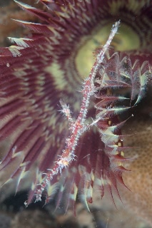 「ニシキフウライウオ(Ghost pipe fish)」のサムネイル画像
