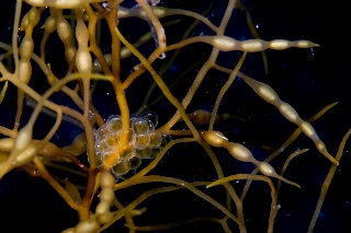 「シワイカナゴ」のサムネイル画像