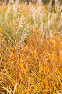 「無題」のサムネイル画像