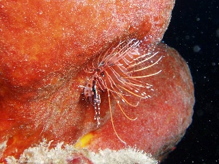 「ネッタイミノカサゴ(Spot-Fin Lionfish)」のサムネイル画像