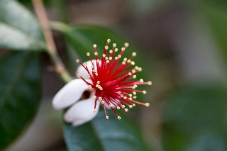 「フェイジョア」のサムネイル画像