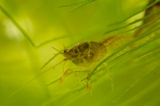 「アメリカザリガニ 」のサムネイル画像