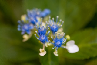 「アジサイ」のサムネイル画像