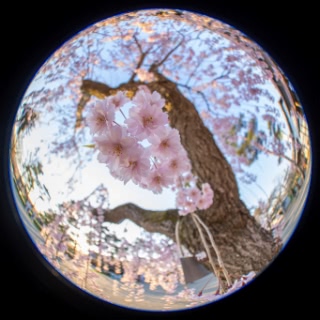 「ヤエベニシダレ(八重紅枝垂)」のサムネイル画像