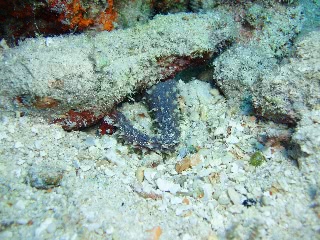 「カノコナマコ(リュウキュウフジナマコ)」のサムネイル画像