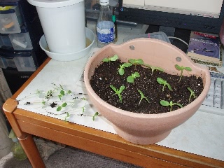 「ミニひまわり」のサムネイル画像