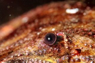 「ゾウリエビ」のサムネイル画像