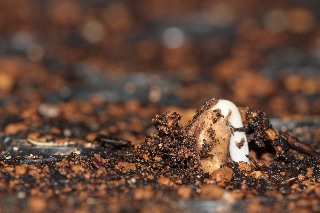 「暁の紅」のサムネイル画像