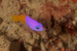 「bicoloured dottyback(Royal Dottyback,Two-tone Dottyback,バイカラードティーバック)」のサムネイル画像