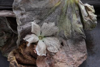 「無題」のサムネイル画像