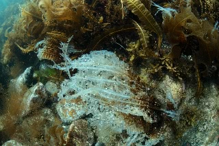 「無題」のサムネイル画像