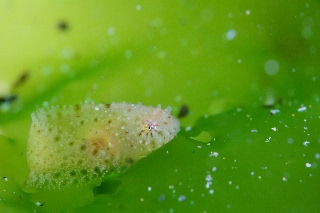 「スナビクニン」のサムネイル画像