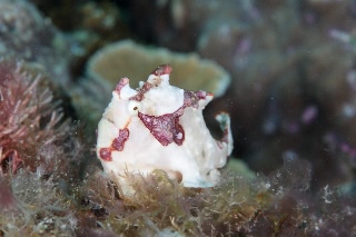 「クマドリイザリウオ(クマドリカエルアンコウ,Warty Frogfish)」のサムネイル画像