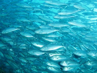 「ギンガメアジ(Bigeye trevally)」のサムネイル画像