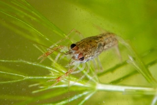 「アメリカザリガニ 」のサムネイル画像