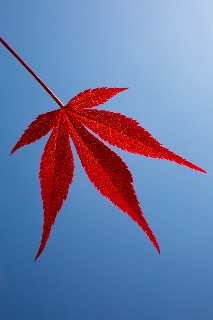 「モミジの仲間」のサムネイル画像