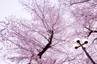 「ソメイヨシノ(染井吉野)」のサムネイル画像