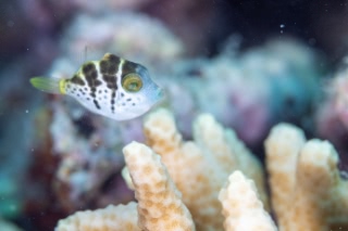 「シマキンチャクフグ」のサムネイル画像