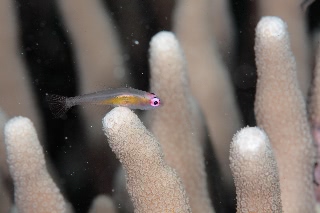 「アカメハゼ」のサムネイル画像